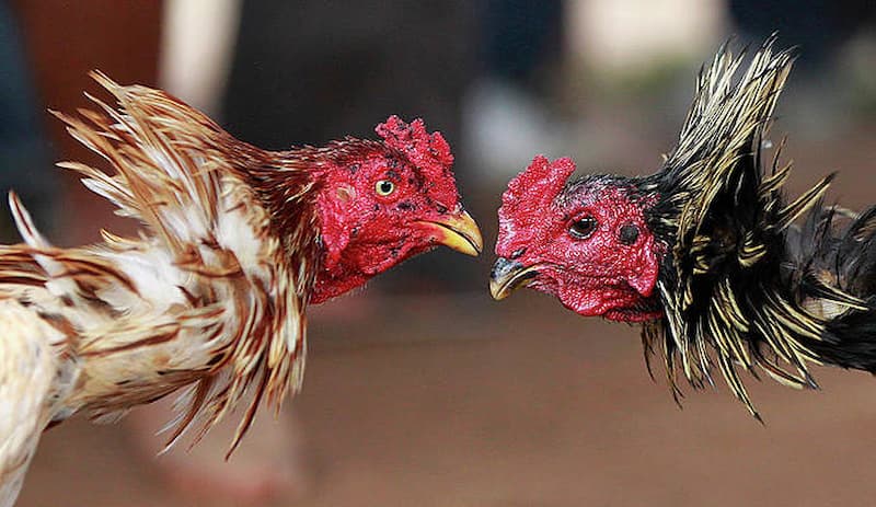 สำรวจห้องชนไก่ออนไลน์ยอดนิยมที่ SOM777