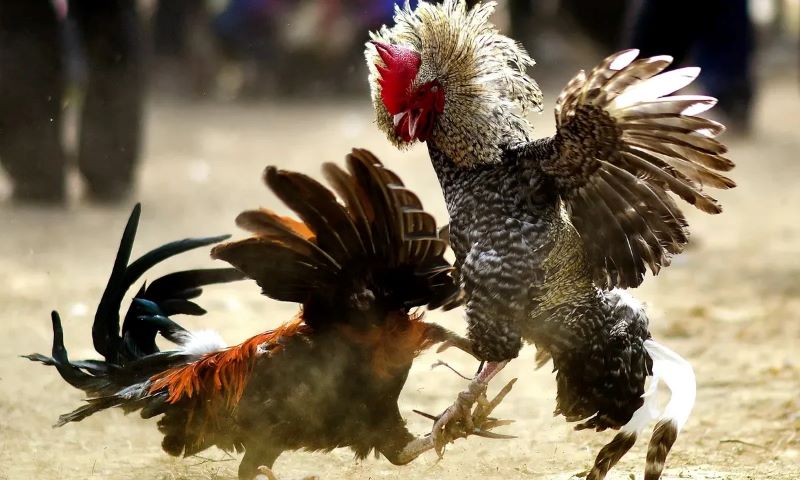 รูปแบบการชนไก่ยอดนิยมที่ SOM777